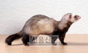 일본 오사카는 지금 ‘족제비와 전쟁중’