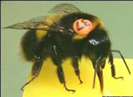 英연구팀 “벌과 연쇄살인범 공통점 많다”