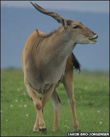 덴마크연구팀 “영양은 ‘무릎’으로 짝짓기 신호”