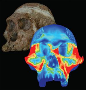 美연구팀 “현생인류 조상, 턱 힘 매우 강해”
