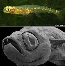 무서운 송곳니 가진 ‘드라큘라 물고기’