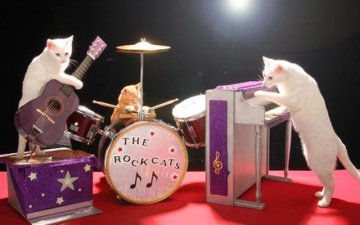 “야옹~” 고양이 4마리 ‘록 밴드’ 화제