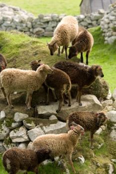 英연구팀 “온난화로 양의 몸집 작아졌다”