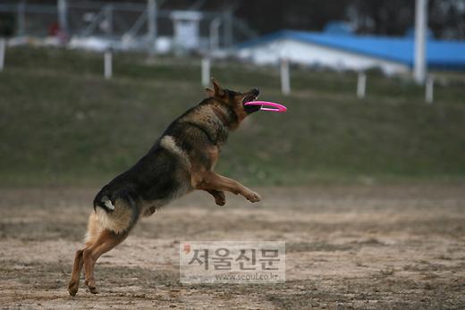 대한민국 ‘군견’에 대한 진실 혹은 거짓