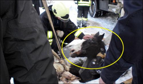 “꺼내주세요!”… 맨홀에 빠진 말 포착