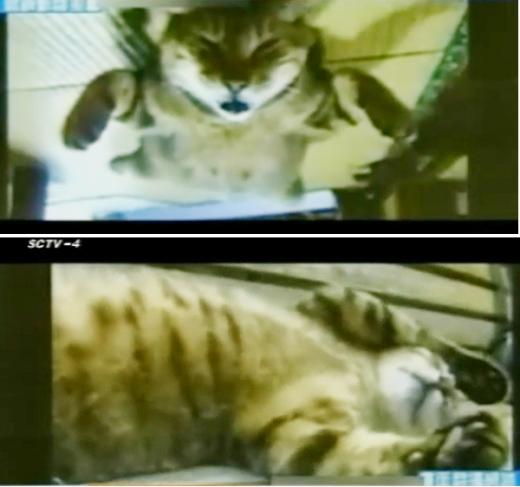 “레드 썬!” 3초 만에 잠드는 ‘최면 고양이’ 화제
