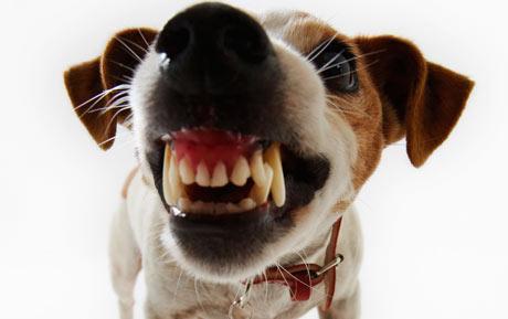 개가 으르렁대거나 물려고 하는 이유?… “우울해서”