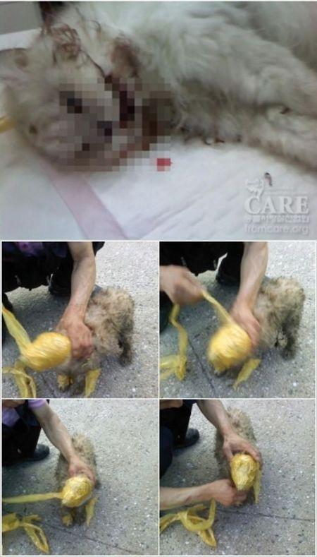 ‘테이프 강아지-고양이 은비’, 동물 학대범 징역 구형 ‘추진’