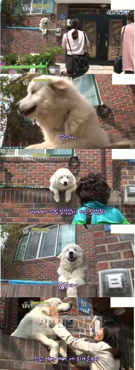 수암골 명물 삼식이 구타당해 요양중