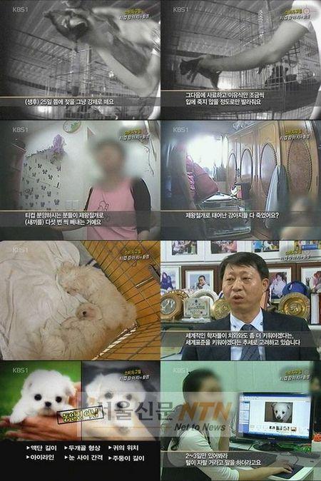 사람이 만든 ‘티컵강아지’, 동물학대의 결정판