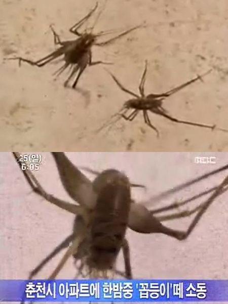 연가시 품은 꼽등이 공포 속 ‘꼽등이송’ 화제