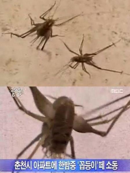 해충송 시리즈 화제..처치곤란 ‘연가시송’ 등장