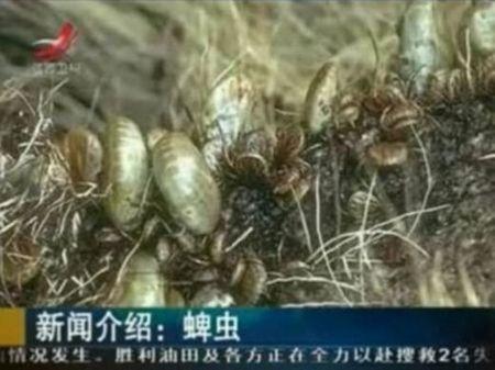 ‘18명 사망’ 中 살인진드기, 감기 오진피해 ‘주의경보’
