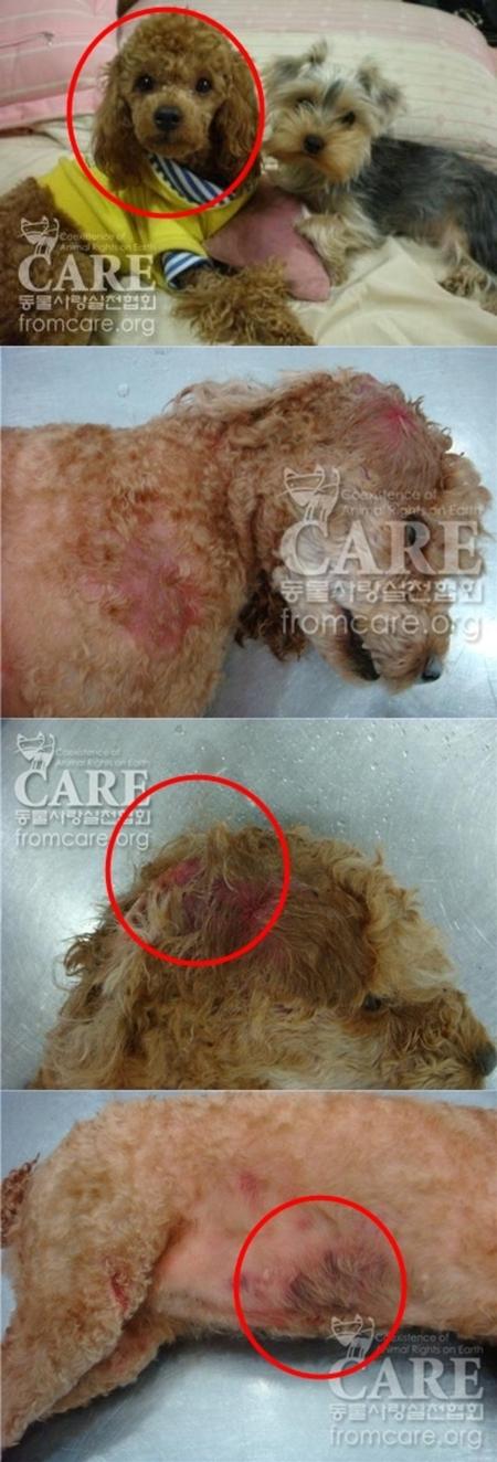 개 학대남, 세제 사용 잔인한 고문 ‘네티즌 공분’