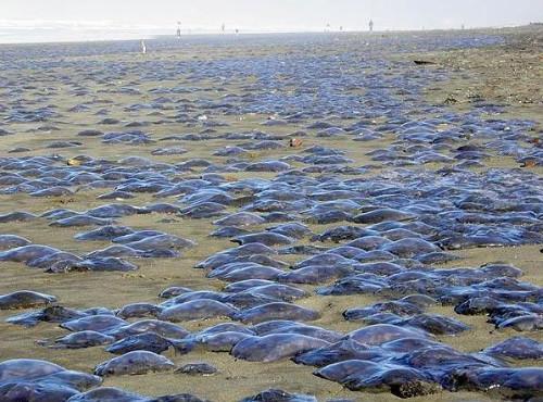 美해변 뒤덮은 해파리 사체 미스터리