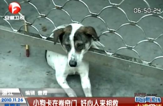 “어쩌다!”…촘촘한 철망에 머리끼인 개