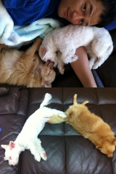‘남격’ 김성민, 유기견 제제 근황 공개…봉구와 절친