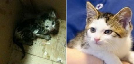 변기에 넣고 물내려 버렸던 새끼 고양이가…