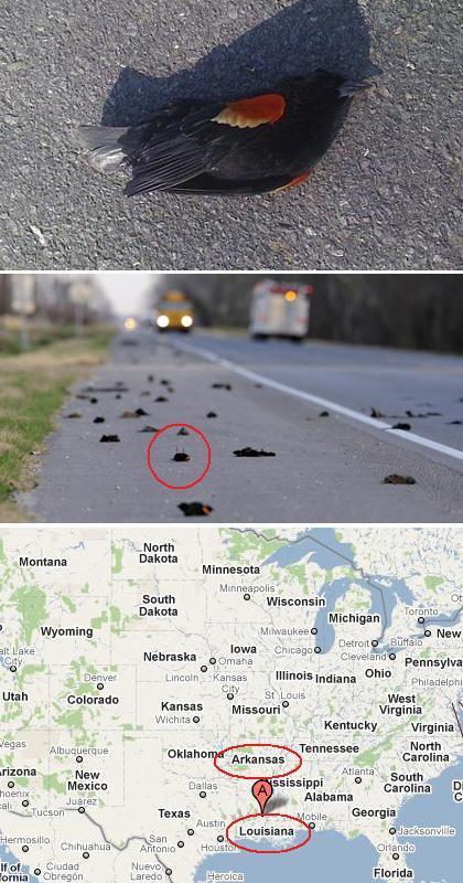 美 아칸소에 이어 루지애나에서도 새 떼죽음
