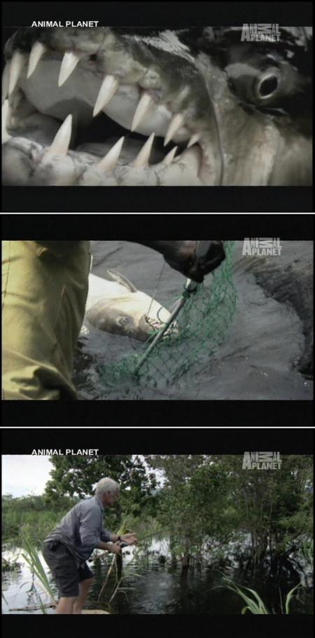 사람도 잡아먹는 거대 ‘타이거 피시’ 모습이…