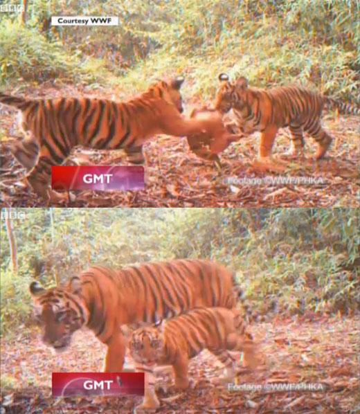 물갈퀴 달린 희귀 수마트라 호랑이떼 포착