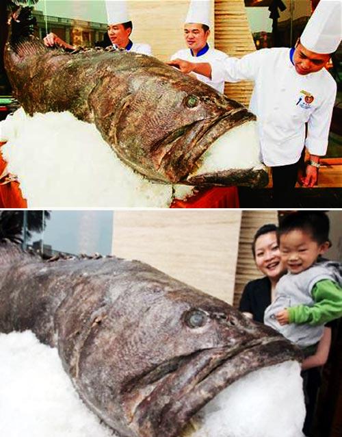 무게 265kg ‘자이언트 물고기’ 中서 낚여