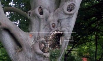 악마 나무?…세계서 가장 무섭게 생긴 나무