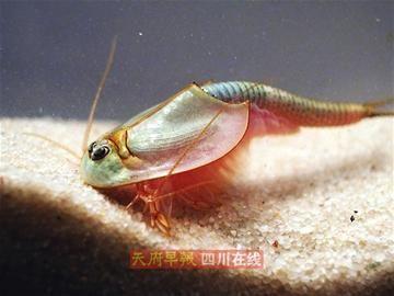 공룡시대 살았던 눈 3개 ‘괴물 새우’ 발견?