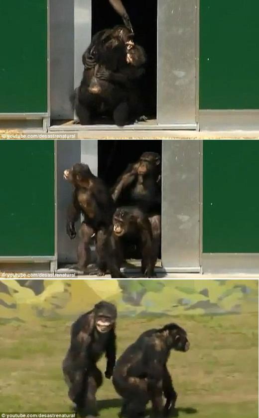 ‘생체실험’ 침팬지들 30년 만에 해방 ‘감동순간’