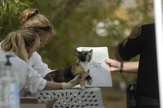 고양이 사랑이 남다른 여자, 법정에 선 이유