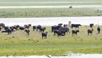 ‘㎡당 100원’ 헐값에 매물로 나온 섬 눈길