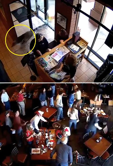 식당 정문 유리 박살내는 사슴 CCTV 포착