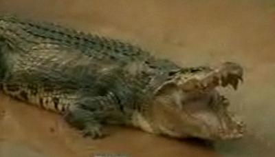 필리핀서 잡힌 6.5m ‘괴물 악어’는 금덩이?