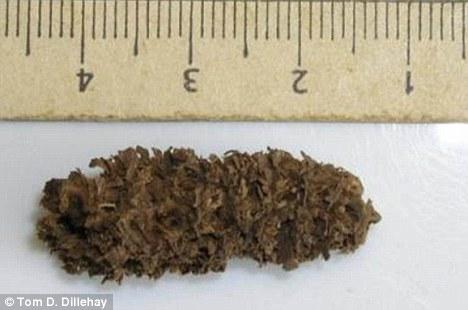 6700년 전 먹던 팝콘, 페루서 발견됐다