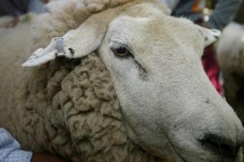 “내 양과 ‘사랑’ 했어?”…황당 살해 협박사건