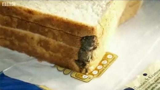 ‘으악!’…식빵에 생쥐가 통째로 경악