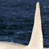 ‘빙산’ 같은 초희귀 흰범고래 최초 포착