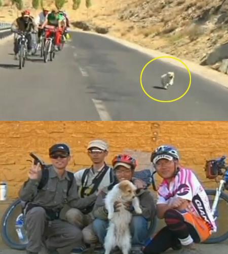 길거리 개, 사이클팀과 함께 1800km 종주 화제