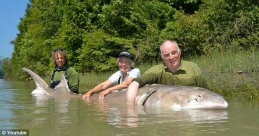 무게 500kg!…북미 최대 ‘괴물’ 철갑상어 잡혔다