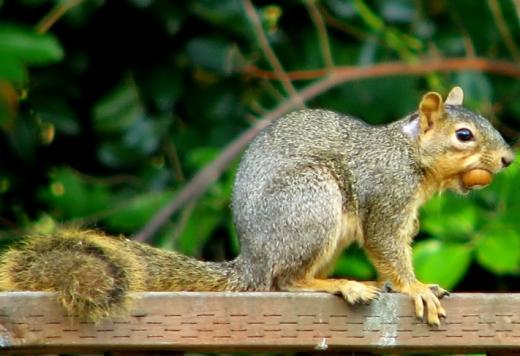 비치발리볼 선수들 “다람쥐때문에 못살아!” 왜?