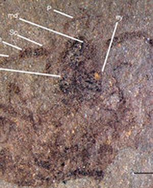 날개 없는 무려 3억 7000만년 전 ‘곤충 화석’ 발견