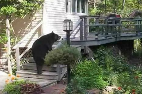 美아줌마 호통에 혼비백산 달아난 거대 흑곰