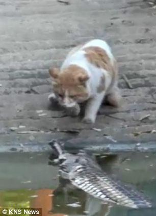 악어 ‘뺨 때리는’ 고양이 동영상 화제
