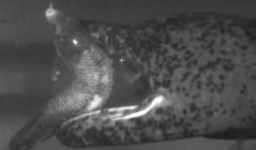 물고기 반으로 접어 꿀꺽하는 괴물 ‘왕도롱뇽’ 포착