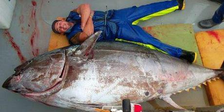 415kg 괴물 참다랑어, 얼마에 팔렸나보니