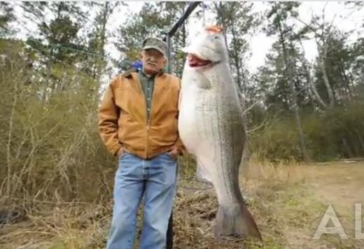 길이 115cm…세계서 가장 큰 농어 잡았다