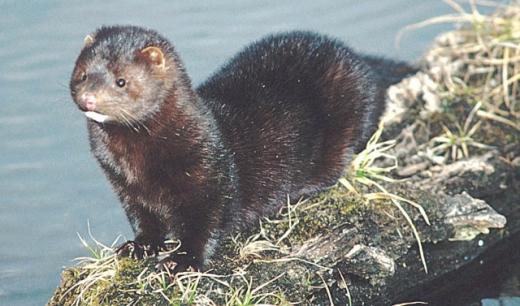 밍크 600마리 서로 죽인 ‘동족상잔’ 비극, 이유는…