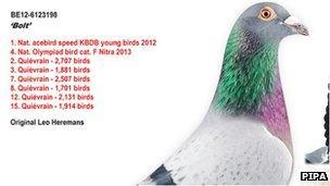 ‘4억 5000만원 낙찰’ 세계 최고가 ‘비둘기’ 화제