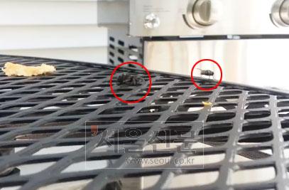 점프해서 파리 잡는 거미 순간포착