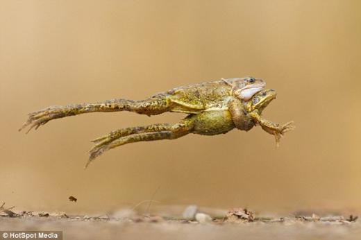 “놓치지마!”…여친 꼭 껴안고 점프하는 개구리